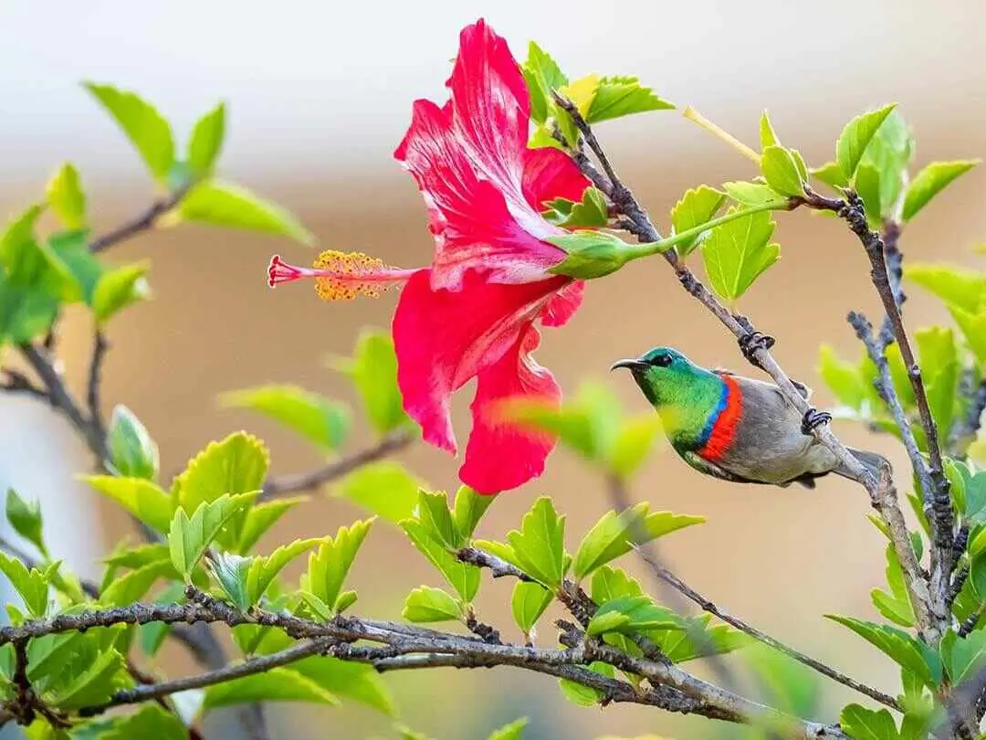 Northern double-collared sunbird